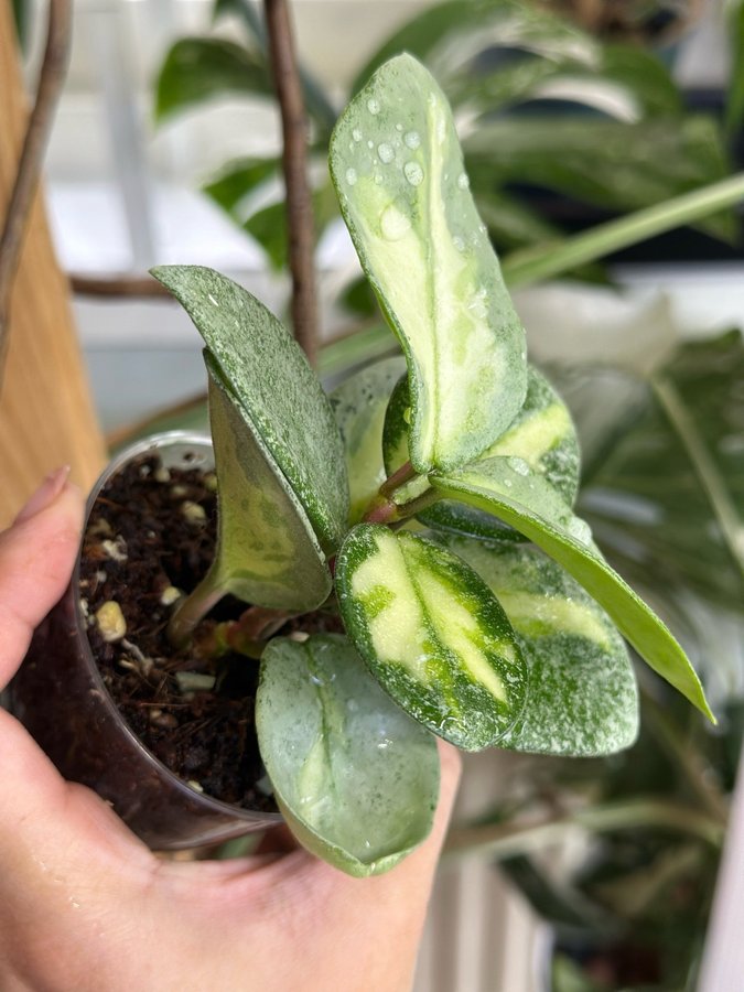 Hoya argentea princess