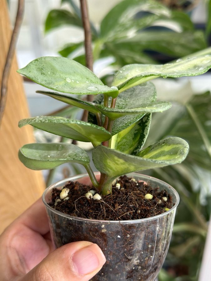 Hoya argentea princess