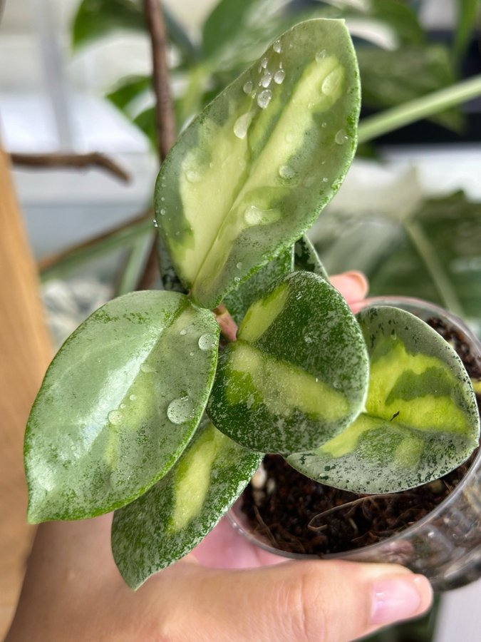 Hoya argentea princess