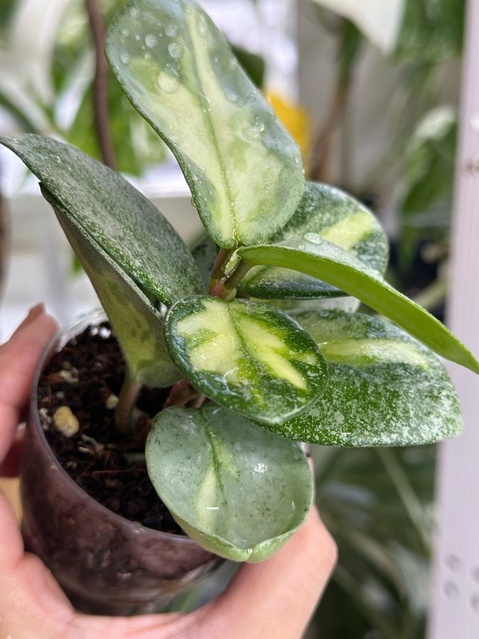 Hoya argentea princess