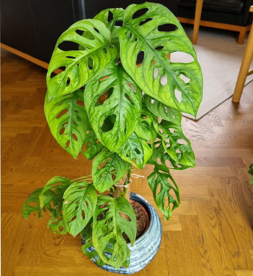 Monstera adansonii monkey mask aroid