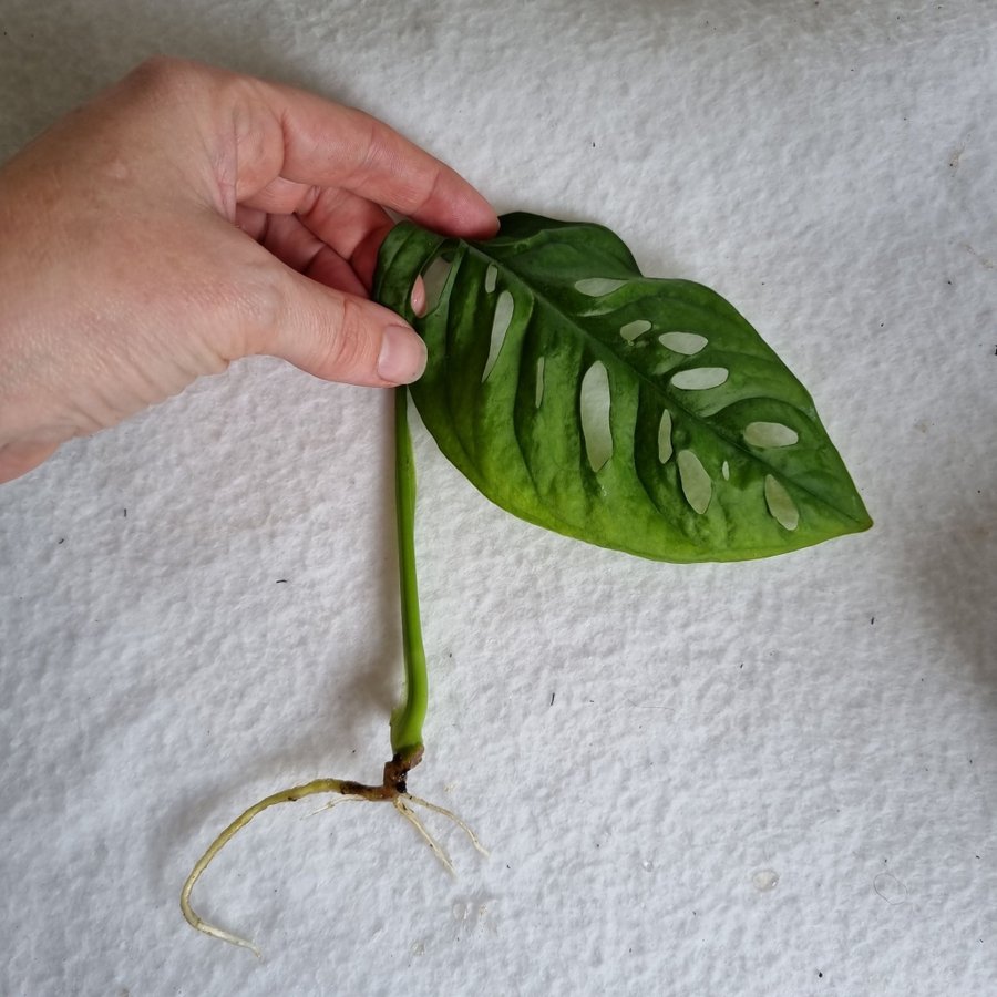 Monstera adansonii monkey mask aroid