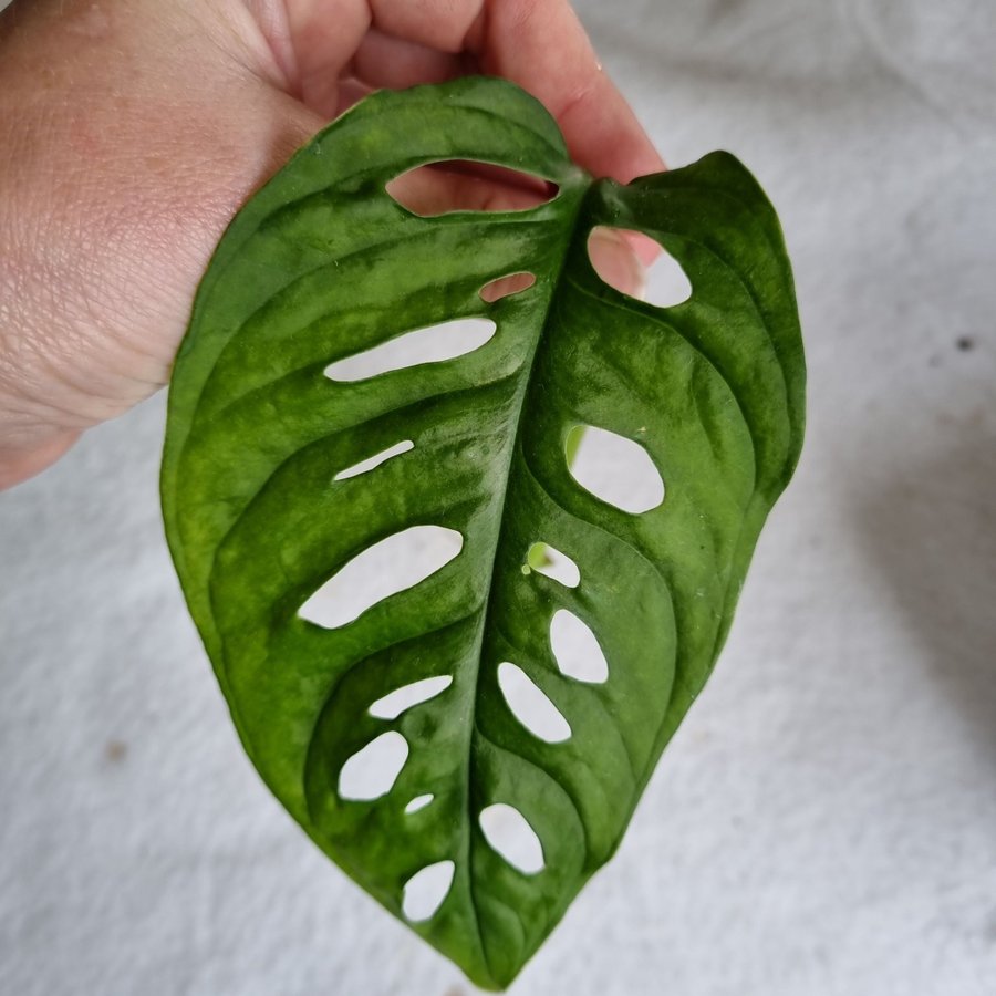 Monstera adansonii monkey mask aroid