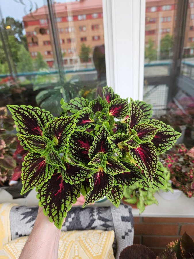 Palettblad stickling Space Cake orotad coleus