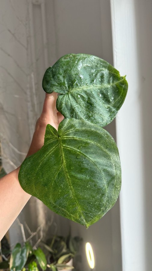 Syngonium macrophyllum Frosted Heart