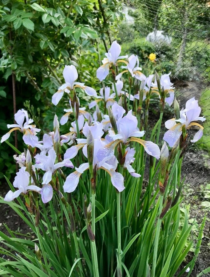 Iris sibirica