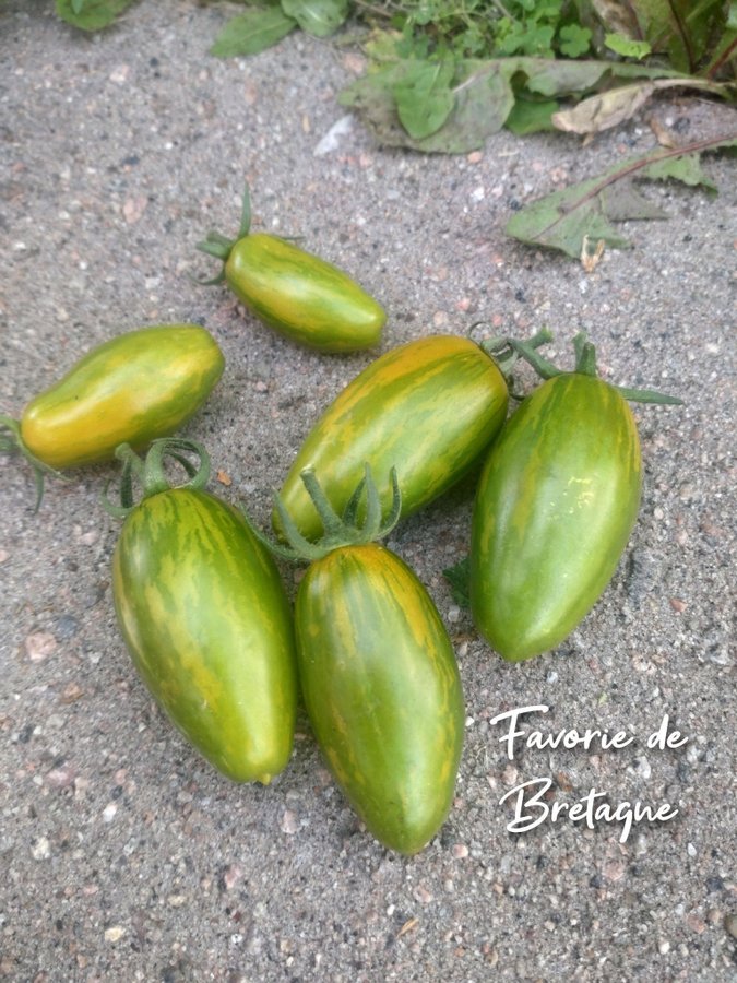 Tomatfrö, Favorie de Bretagne