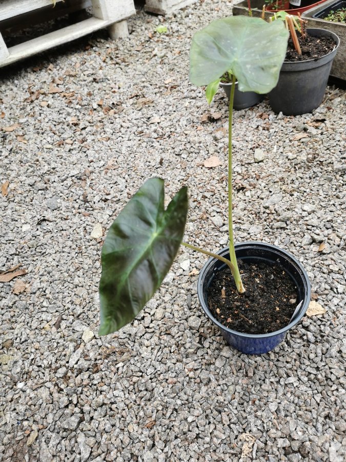 COLOCASIA esculenta "Alhoa" Underbar