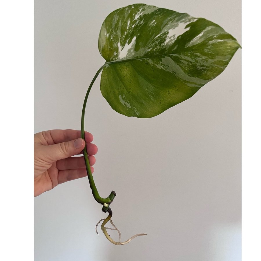 Monstera Deliciosa Albo Variegata Stickling