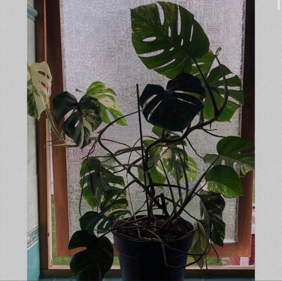 Monstera Deliciosa Albo Variegata Stickling