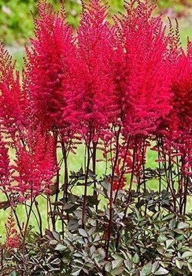 Astilbe Mighty Chocolate Cherry