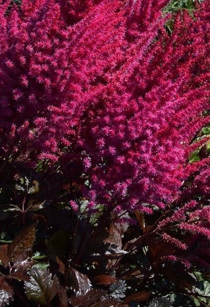 Astilbe Mighty Chocolate Cherry