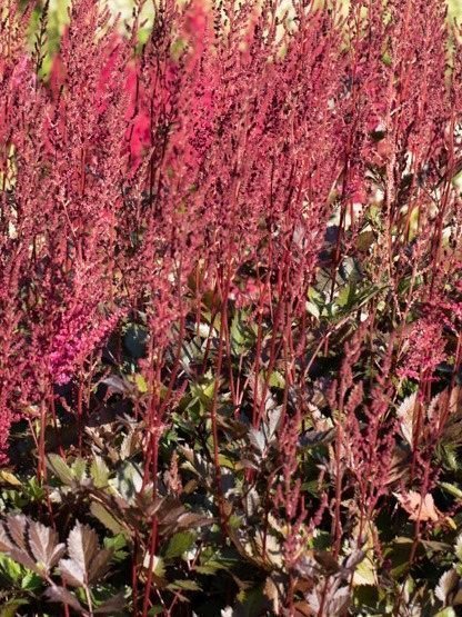 Astilbe Mighty Chocolate Cherry