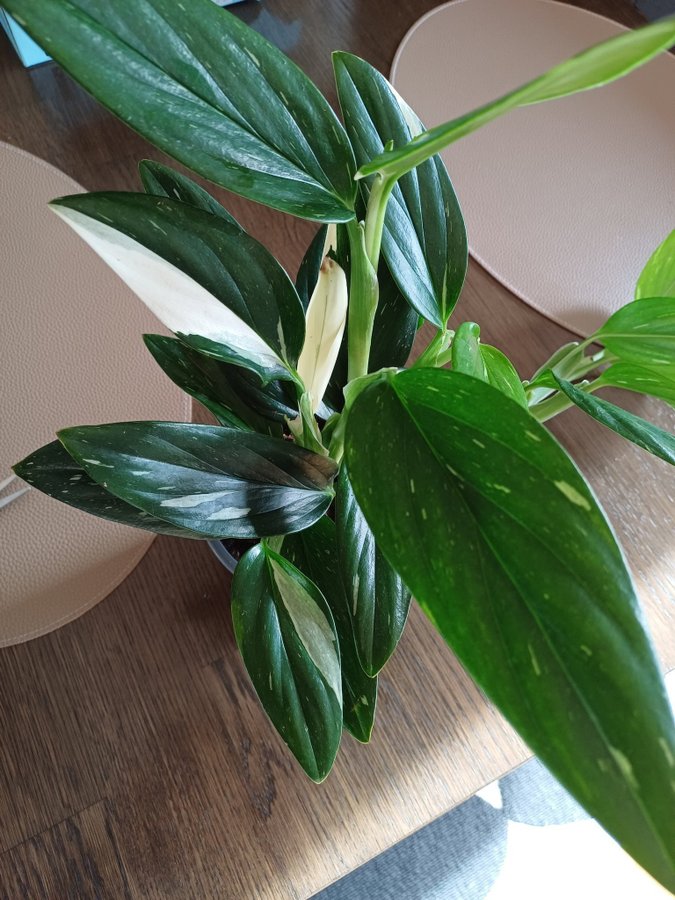 Philodendron Cobra