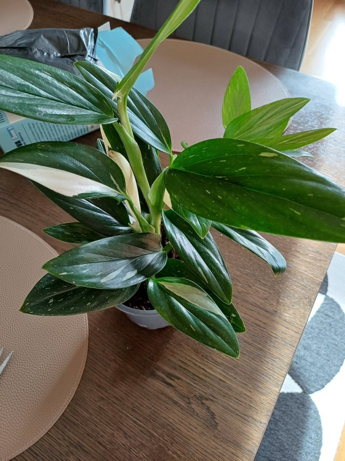 Philodendron Cobra