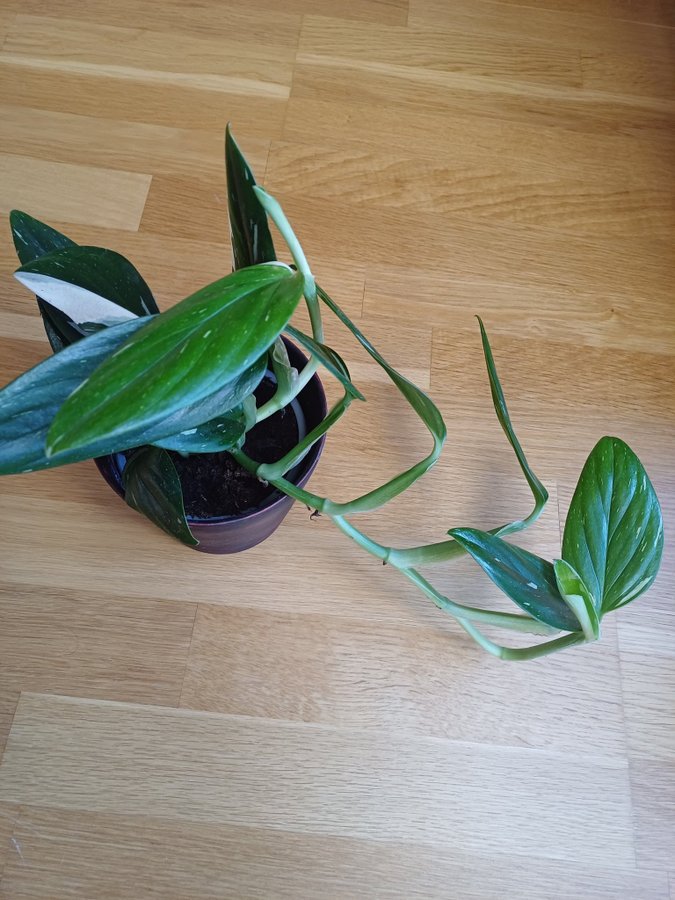 Philodendron Cobra