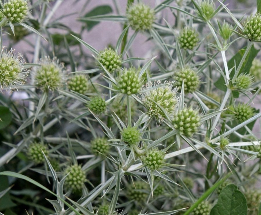 Fältmartorn(Eryngium campestre)