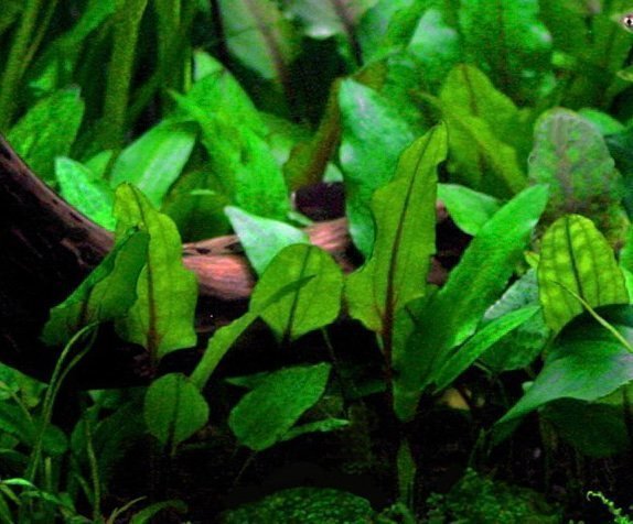 Akvarieväxt, Cryptocoryne wendtii, 1 planta