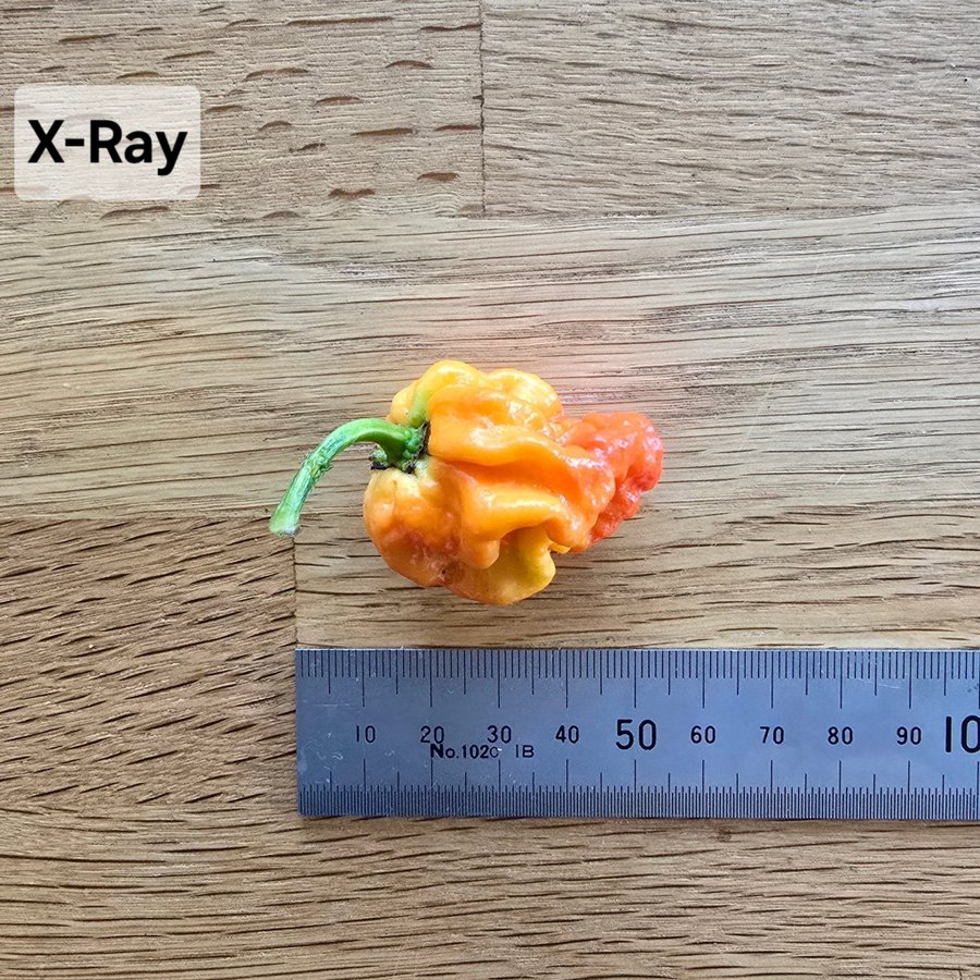 X-Ray Chili