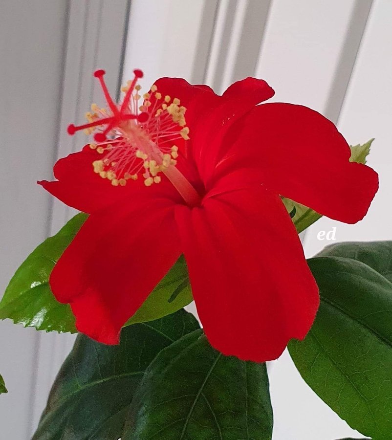 Hibiskus Kokio, unik tillfälle