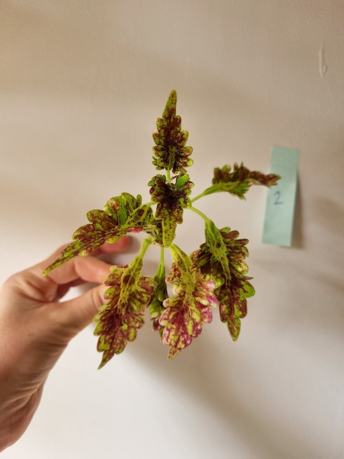 Palettblad, Gilda, Coleus, Stickling