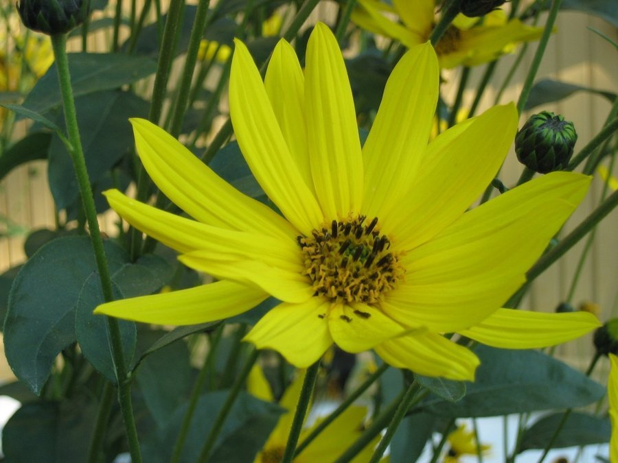 Gammeldags Rudbeckia 4 plantor