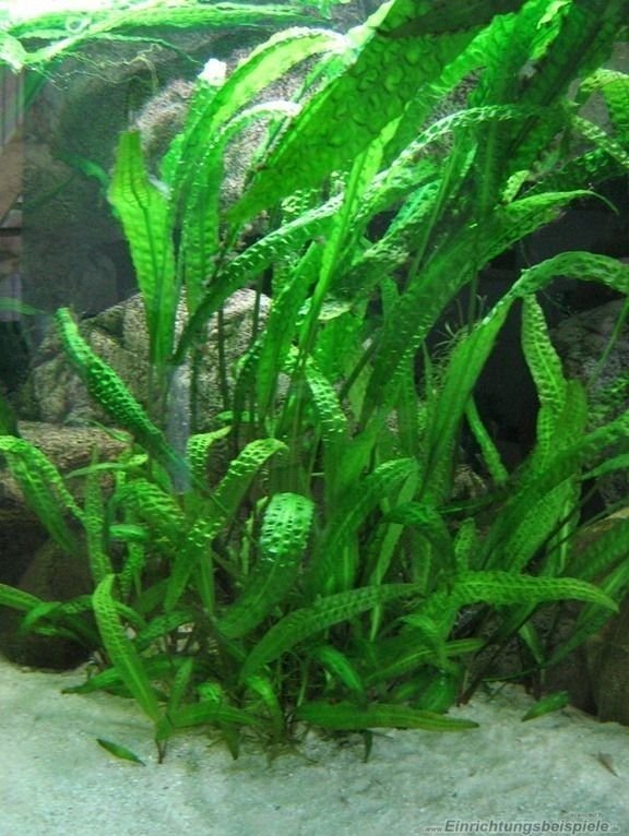 Akvarieväxter Cryptocoryne aponogetifoli