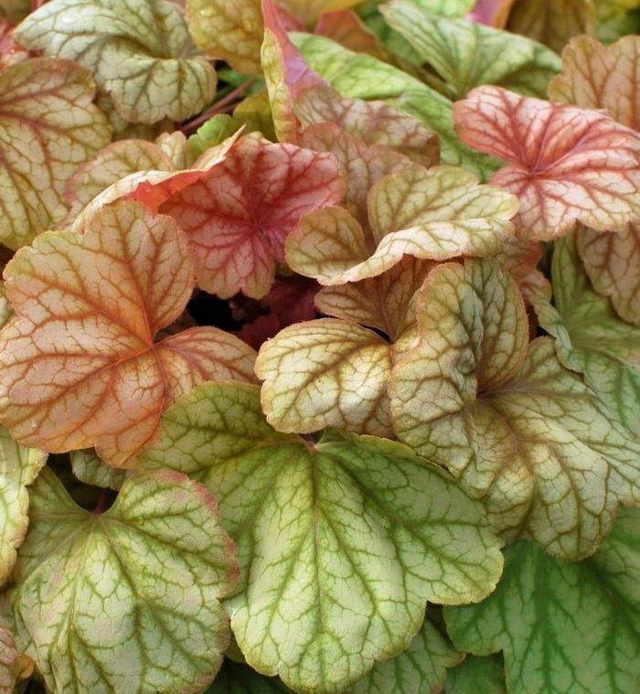 Alunrot 'Champagne' Heuchera