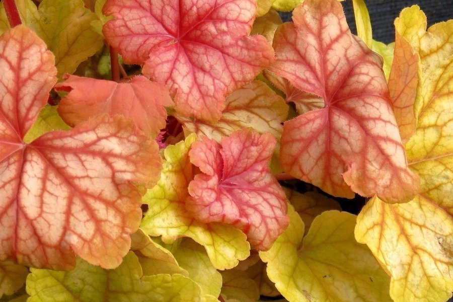 Alunrot 'Champagne' Heuchera