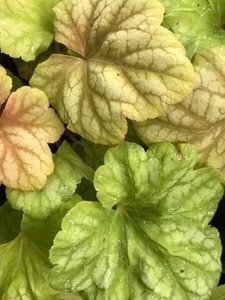 Alunrot 'Champagne' Heuchera