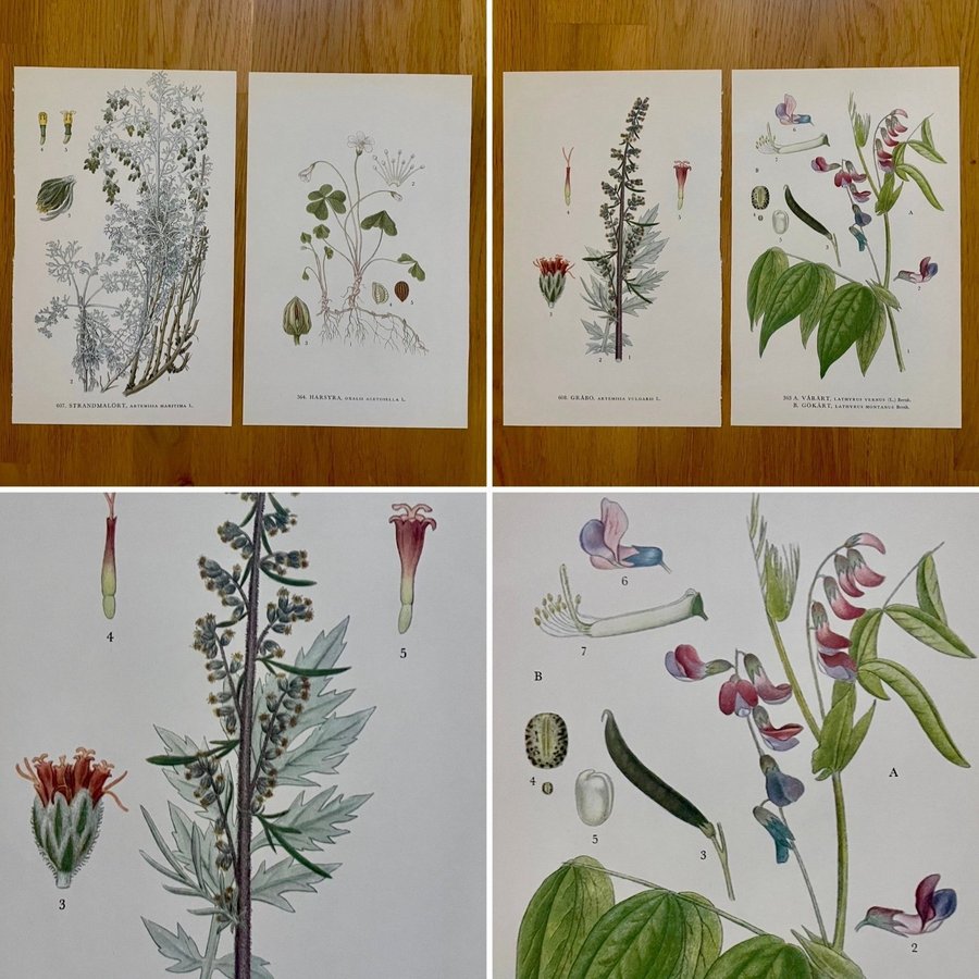 4 bilder på 2 blad (bild på båda sidorna) * Nordens flora * C.A.M. Lindman