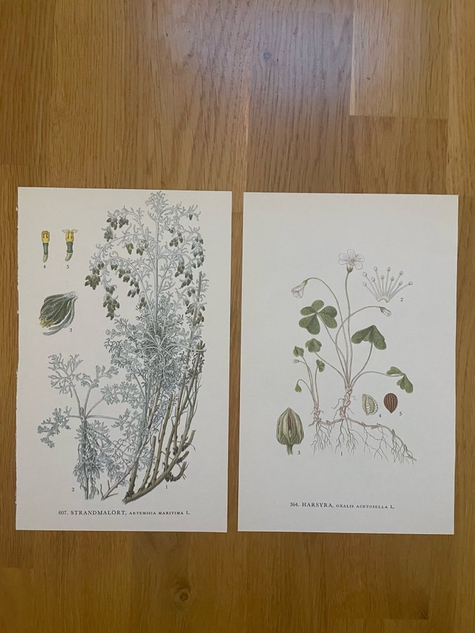 4 bilder på 2 blad (bild på båda sidorna) * Nordens flora * C.A.M. Lindman