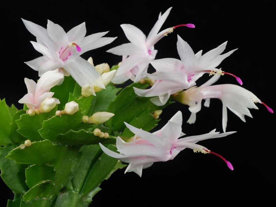 Rotad stickling kaktus schlumbergera vit