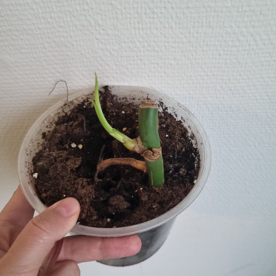 Monstera Albo varijegatastickling