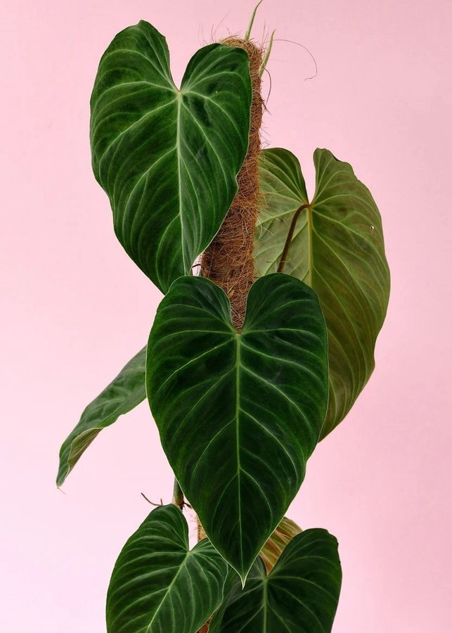 Philodendron splendid - rotad, stickling