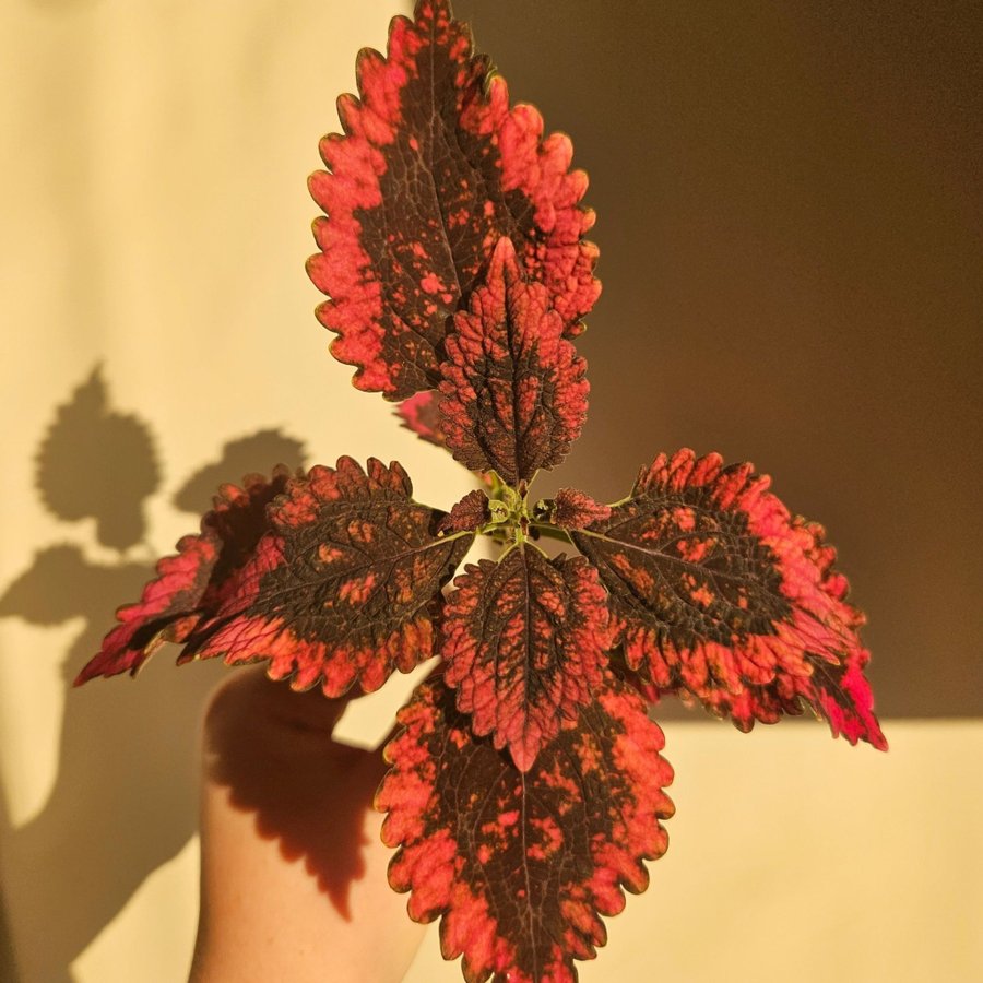 Palettblad coleus Pinto stickling