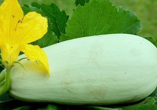 Squash Kveta, frukt 2-3 kg, 4 frön