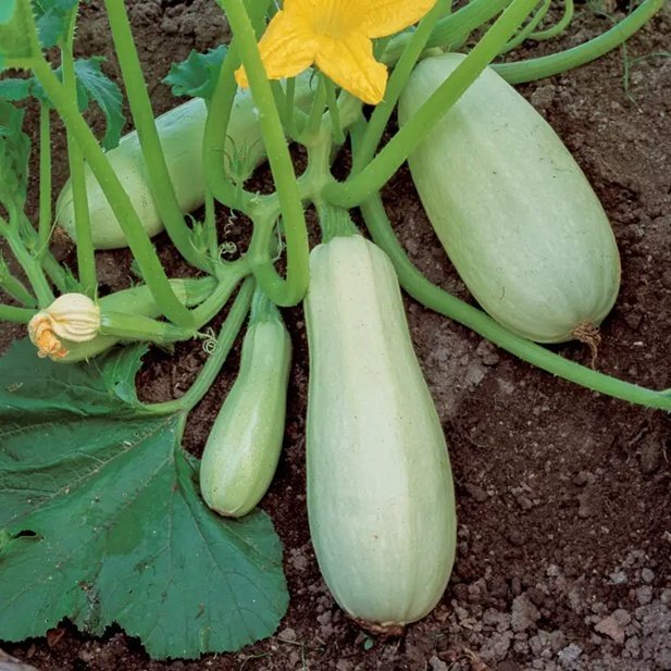 Squash Kveta, frukt 2-3 kg, 4 frön