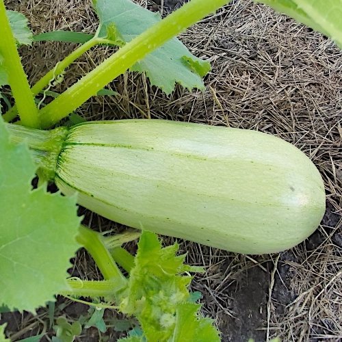 Squash Kveta, frukt 2-3 kg, 4 frön