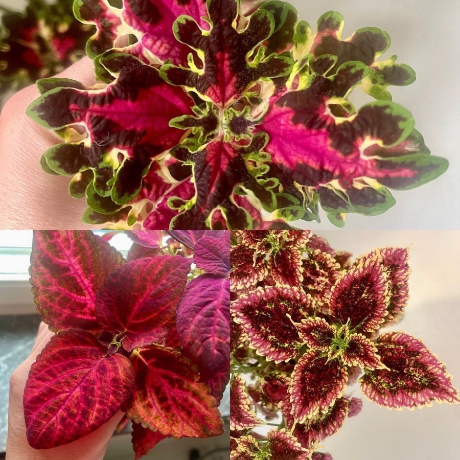 Sticklingar 3st Palettblad Coleus Burgundy Weddingtrain, Stars pf Pin, Pinky Pin