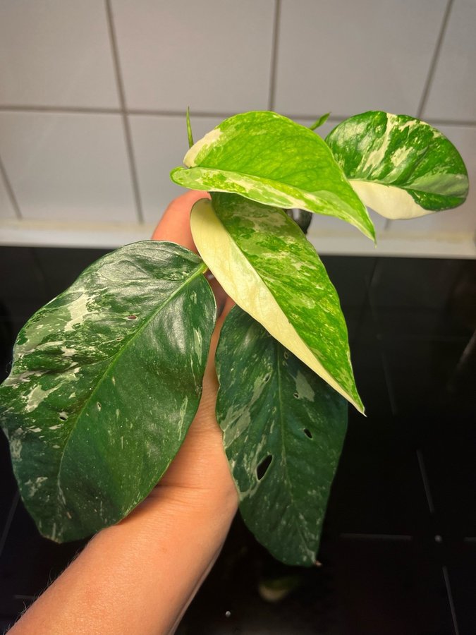 Epipremnum pinnatum Variegata sticklingar ovanlig!