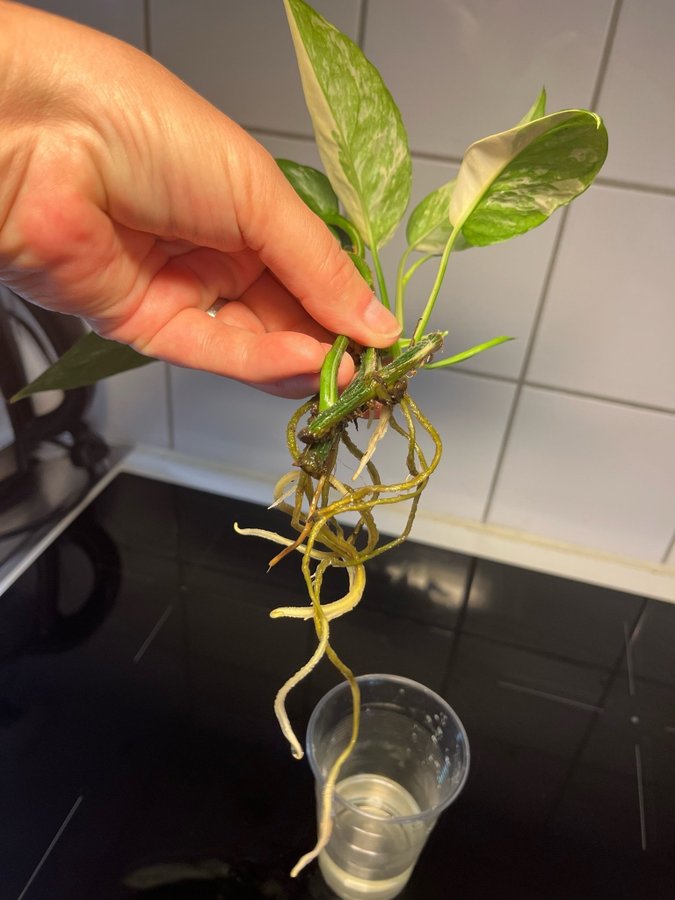 Epipremnum pinnatum Variegata sticklingar ovanlig!