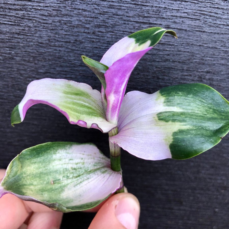 ”MAIDENS BLUSH” Tradescantia Fluminensis