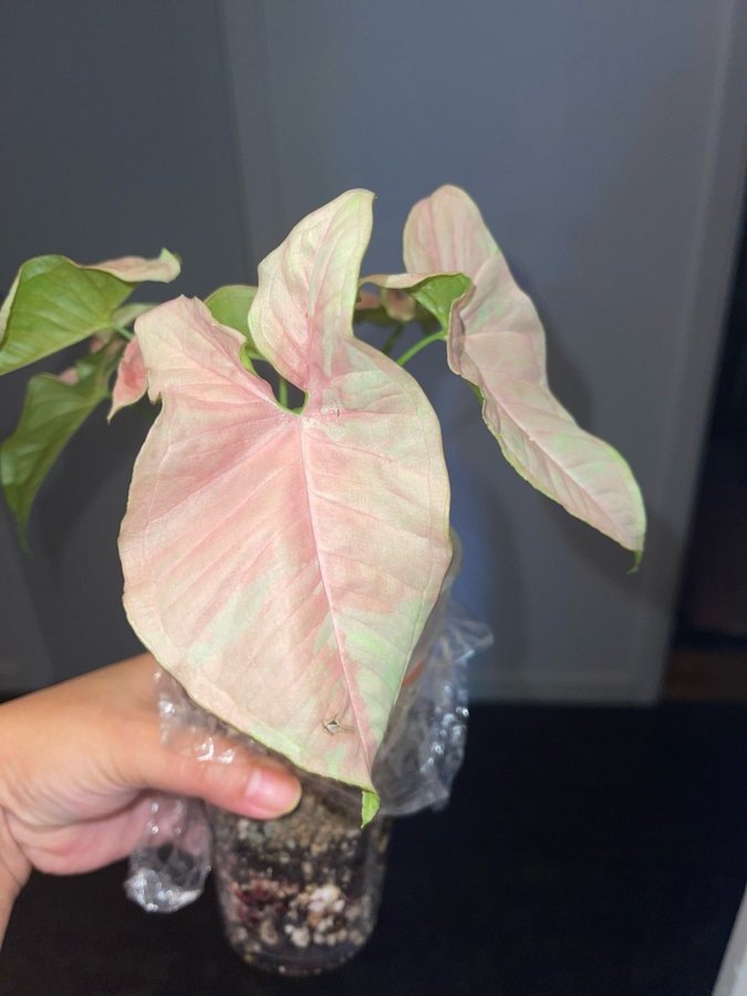 Syngonium Pink aura