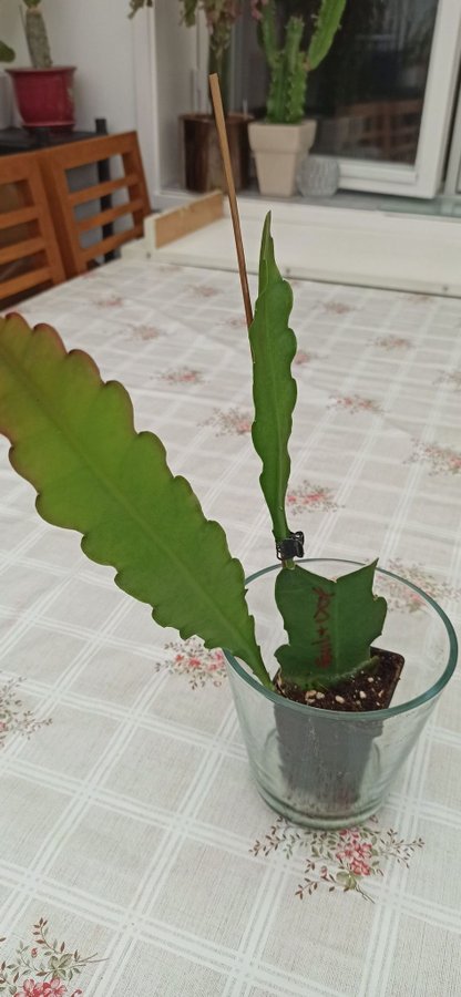 (1st) skott "Epiphyllum Phyullanthus CLIMBING KAKTUS " stort blad kaktus 