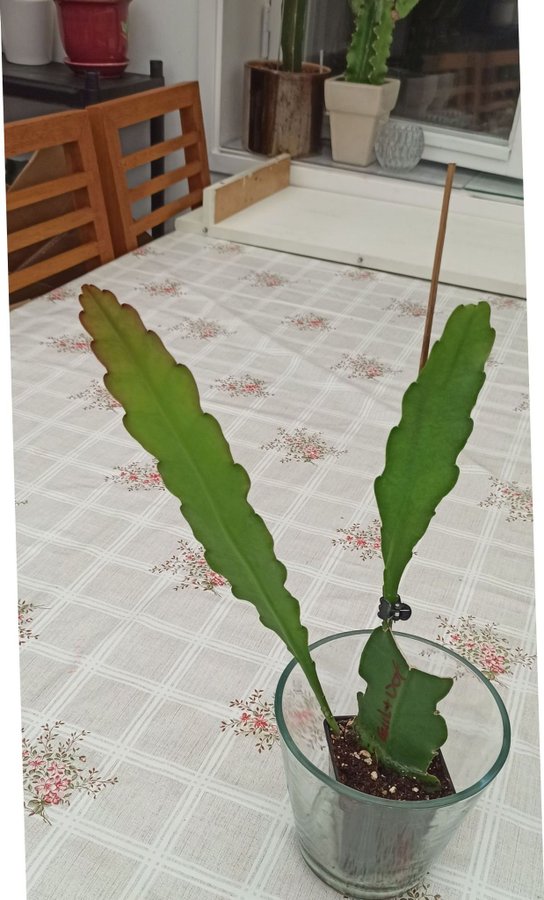 (1st) skott "Epiphyllum Phyullanthus CLIMBING KAKTUS " stort blad kaktus 