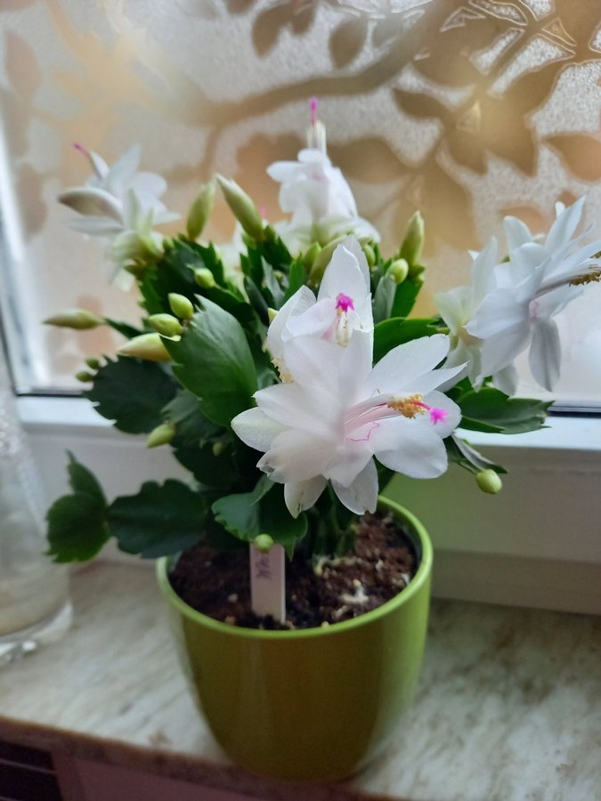 Novemberkaktus.Schlumbergera ''White Eva' ,hybrid,stickling.