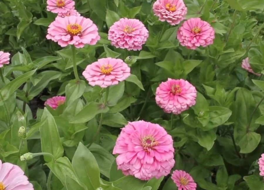 Zinnia 'Luminosa' 100st frön