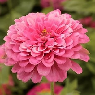 Zinnia 'Luminosa' 100st frön