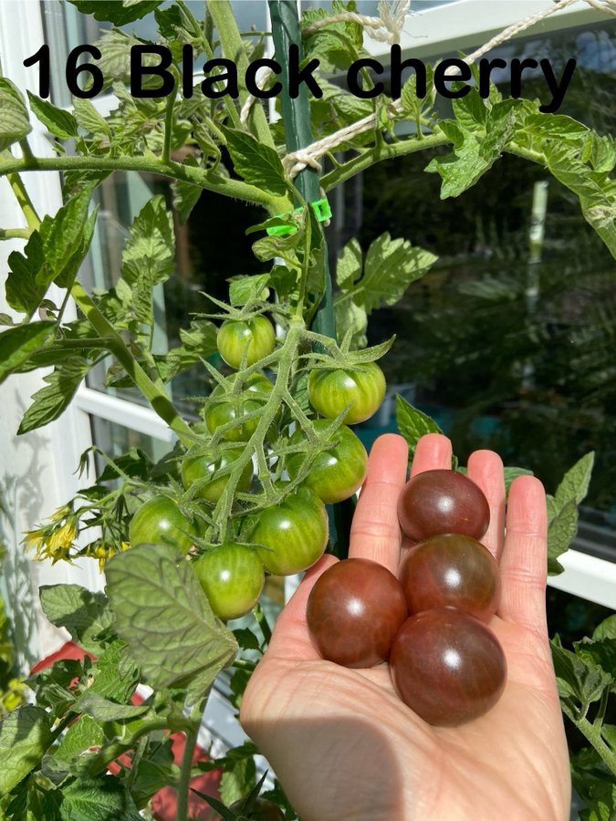 Tomatfrön 8 st - black cherry - mörkt röda/bruna - körsbärstomater- 200 cm